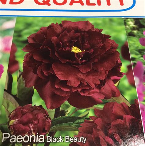 Paeonia 'Black Beauty'