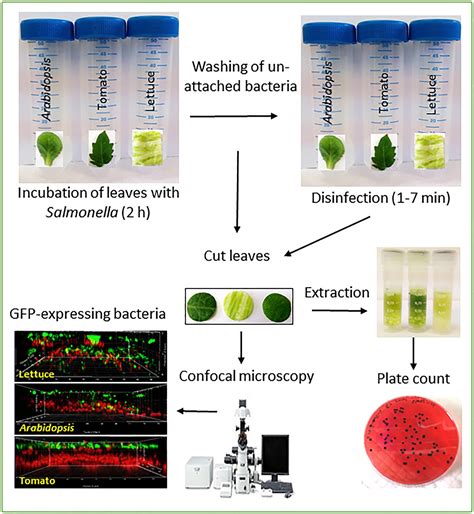 Frontiers Determination Of Salmonella Enterica Leaf Internalization