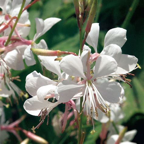 STRATOSPHERE™ White Gaura - Garden Crossings