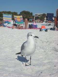 Siesta Key Beach | seagull, siesta key beach Florida | Chris Lexow | Flickr