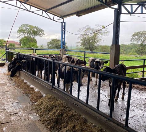 Bezerreiro tipos de instalações para bezerras leiteiras