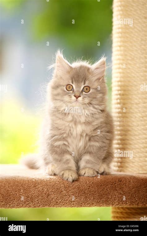 British Longhair Gato Gatito Azul Plata Atigrado Highlander