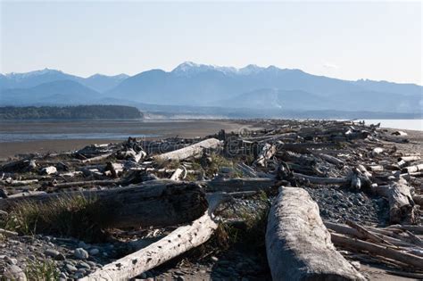 Dried Wooden Trunks At Dungeness Spit In Front Of Olympic Mountains