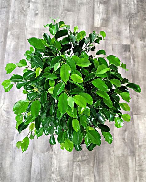 Ficus Varieties | PlantVine