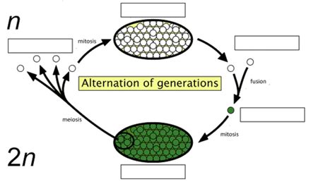 Diagram of plants & genetics | Quizlet