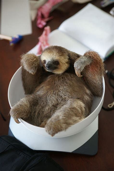 199 best images about Sloths Hanging in There on Pinterest | Zoos, The ...