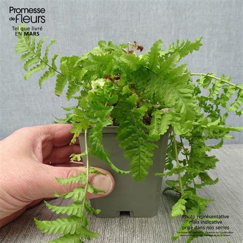 Dryopteris Affinis Cristata Fausse Foug Re M Le