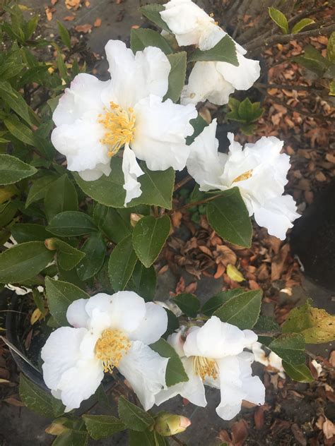 Camellia Sasanqua Setsugekka Xera Plants