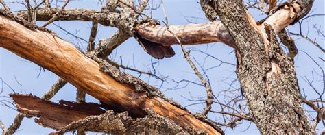 What Are The Warning Signs Of A Diseased Tree