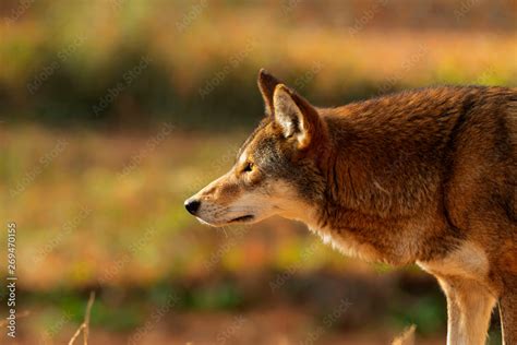 Red wolf (Canis lupus rufus) a rare wolf species native to the ...