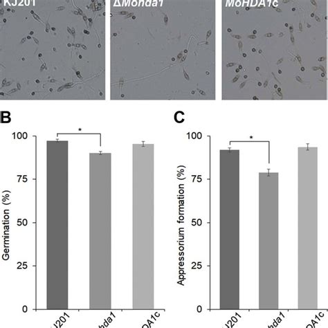 Conidial Germination And Appressorium Formation Of The Mutant A