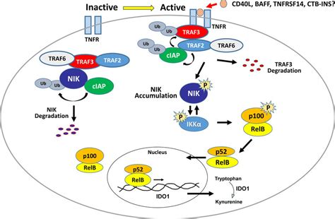 Activation Of The Non Canonical Nf B Pathway In The Basal Inactive