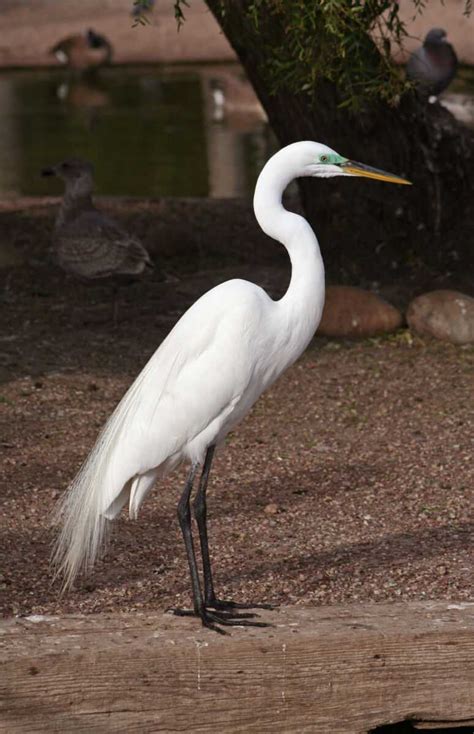 Цапля (лат. Ardea) - 120 фото, описание, интересные факты, где живут ...