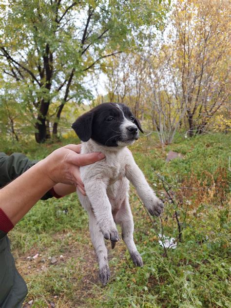 Бесплатно щенки Мелкая порода