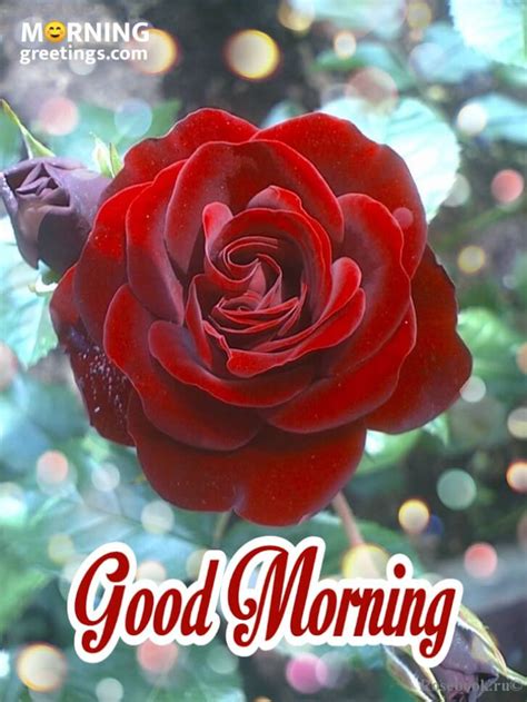 51 Good Morning Wishes With Rose Morning Greetings Morning Quotes And Wishes Images