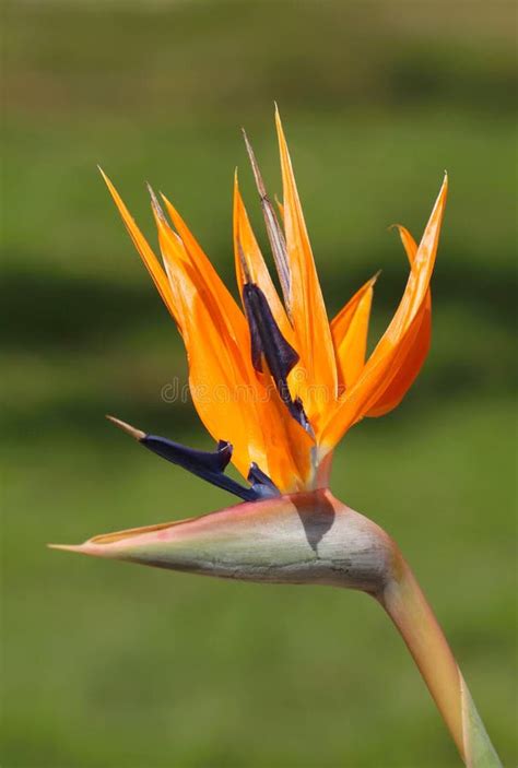 Beautiful Crane Flower Strelitzia Reginae Stock Image Image Of