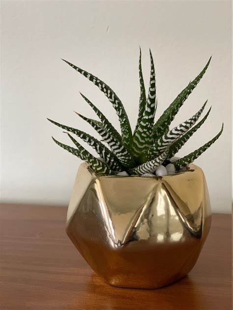 Live Haworthia Zebra planta en maceta geométrica de oro Etsy