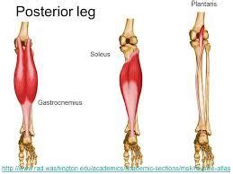 The Gastrocnemius Soleus And Plantaris Are All Involved With Plantar