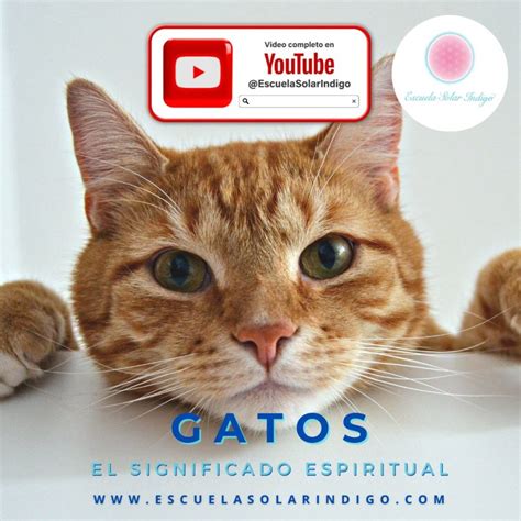 Significado Espiritual De Los Gatos Y Sus Colores T Tem Gato Escuela