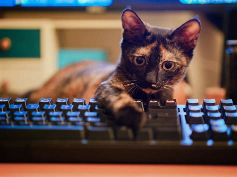 Wallpaper : keyboards, cat, animals 1920x1440 - WallpaperManiac ...