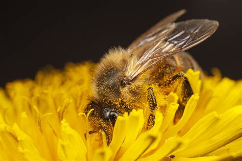 Honeybee Western Honeybee Apis Mellifera Solitary Bees Bee Westerns