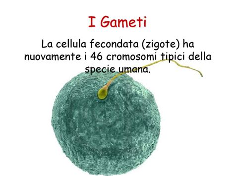 La Scienza Dellereditariet Ppt Scaricare