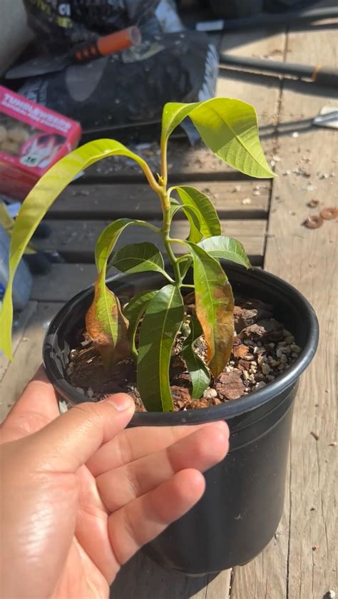 Mango Tree Help??? : r/arborists