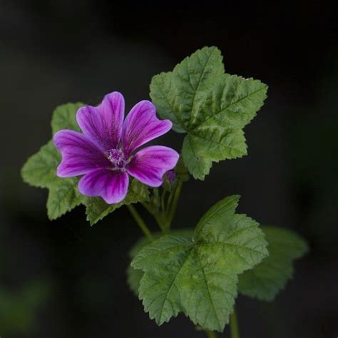 3월 22일ㅣ오늘의 꽃 당아욱 Mallow Malva sylvestris var mauritiana