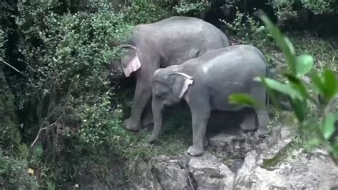 Seis Elefantes Mueren En Una Trágica Caída Por Una Cascada En Un Parque