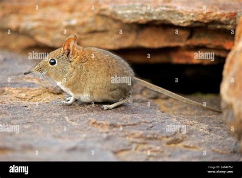 Musara A Elefante De Orejas Cortas Fotograf As E Im Genes De Alta