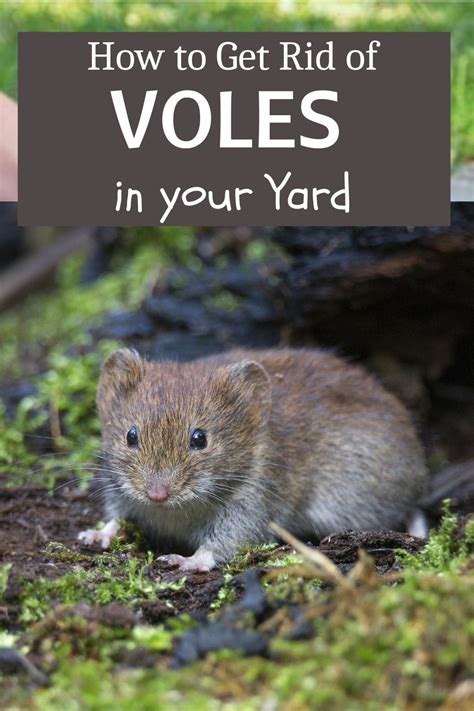 How To Get Rid Of Voles In Your Yard Artofit