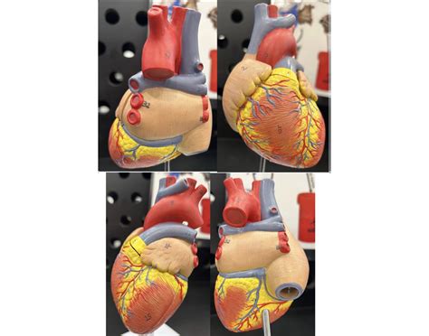 Anatomy of Heart and Vessels Quiz