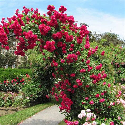 Blaze Improved Climbing Rose Shrubs For Sale