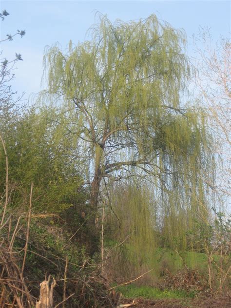 Willow Castrignano Parma Italy Parma Europe Travel Willow Tree