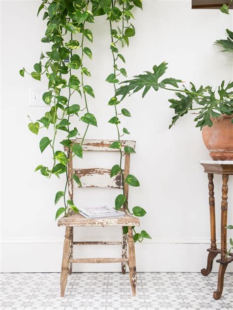 10 Plants that Thrive in Humid Spots (a.k.a. Your Bathroom) | Apartment ...