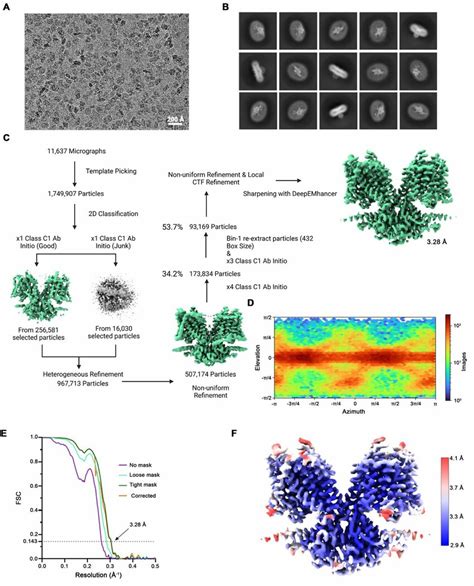 Figure Supplement 1 Cryo EM Reconstruction Of SLC26A6 A