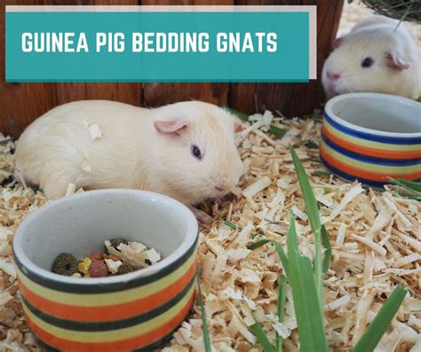 Neutering Guinea Pig Everything You Should Know More Guinea Pigs