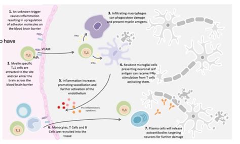 Neuroimmunology Flashcards Quizlet