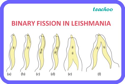 How Is The Process Of Binary Fission Different In Amoeba And Leishmania