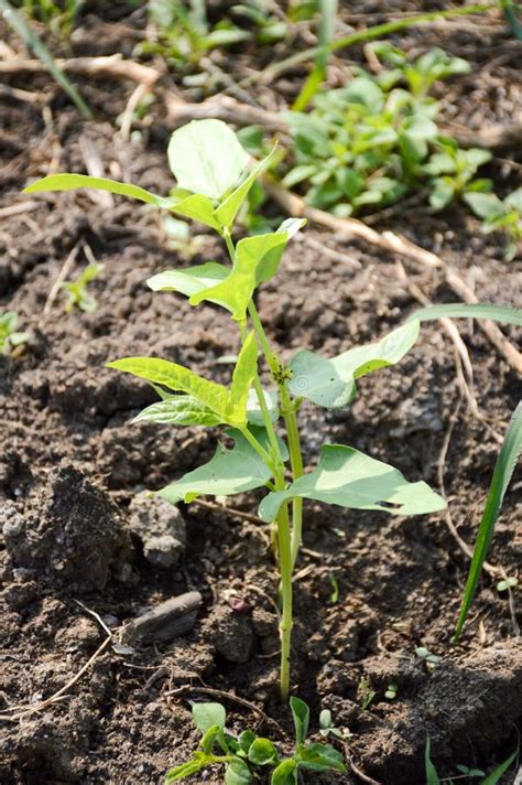 fresh green yard long bean plant   ground stock photo image