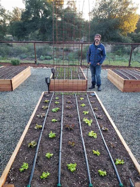 Growing Lettuce How To Plant Protect And Harvest Lettuce Homestead