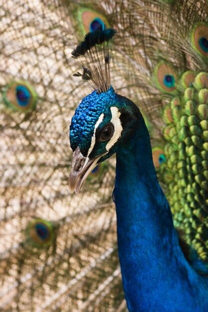 Premium Photo | Close-up of peacock