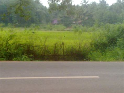 Agricultural Land 93 Guntha For Sale In Ankola Uttara Kannada REI273534