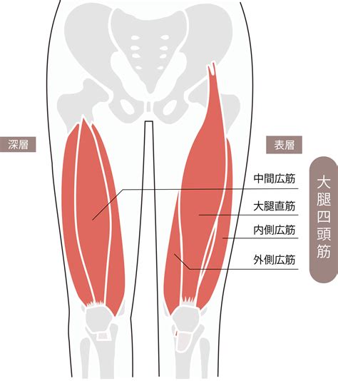 ランジ筋トレとは？効果や正しいやり方について徹底解説！ | セラピストプラス | 医療介護・リハビリ・療法士のお役立ち情報