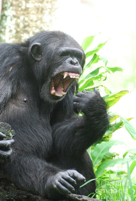 Chimpanzee Showing off a Mouth Full of Teeth Photograph by DejaVu Designs