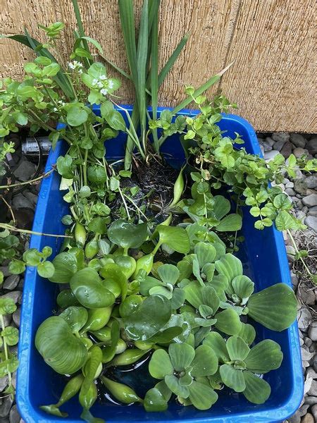 KOI POND Pack Creeping Jenny Water Lettuce Hyacinth Iris Plant – Face Plant