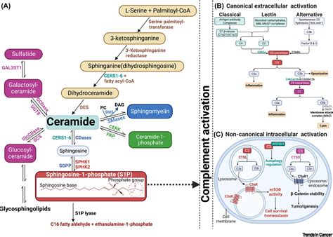 Sphingolipid Metabolism And Complement Signaling In Cancer Progression