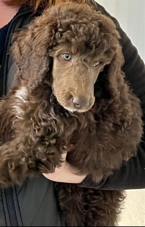 A Woman Holding A Brown Poodle In Her Arms