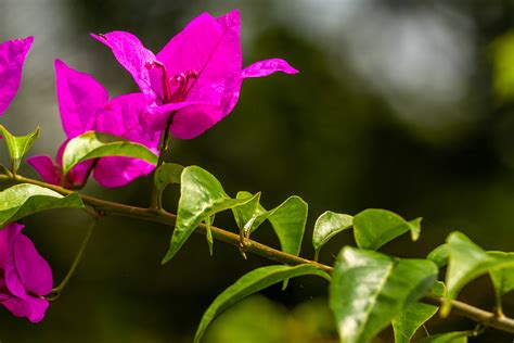 Bougainville Conhe A A Esp Cie E Veja Dicas De Cultivo Da Primavera