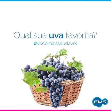 As uvas são frutas saborosas que agradam muitas pessoas Elas podem ser